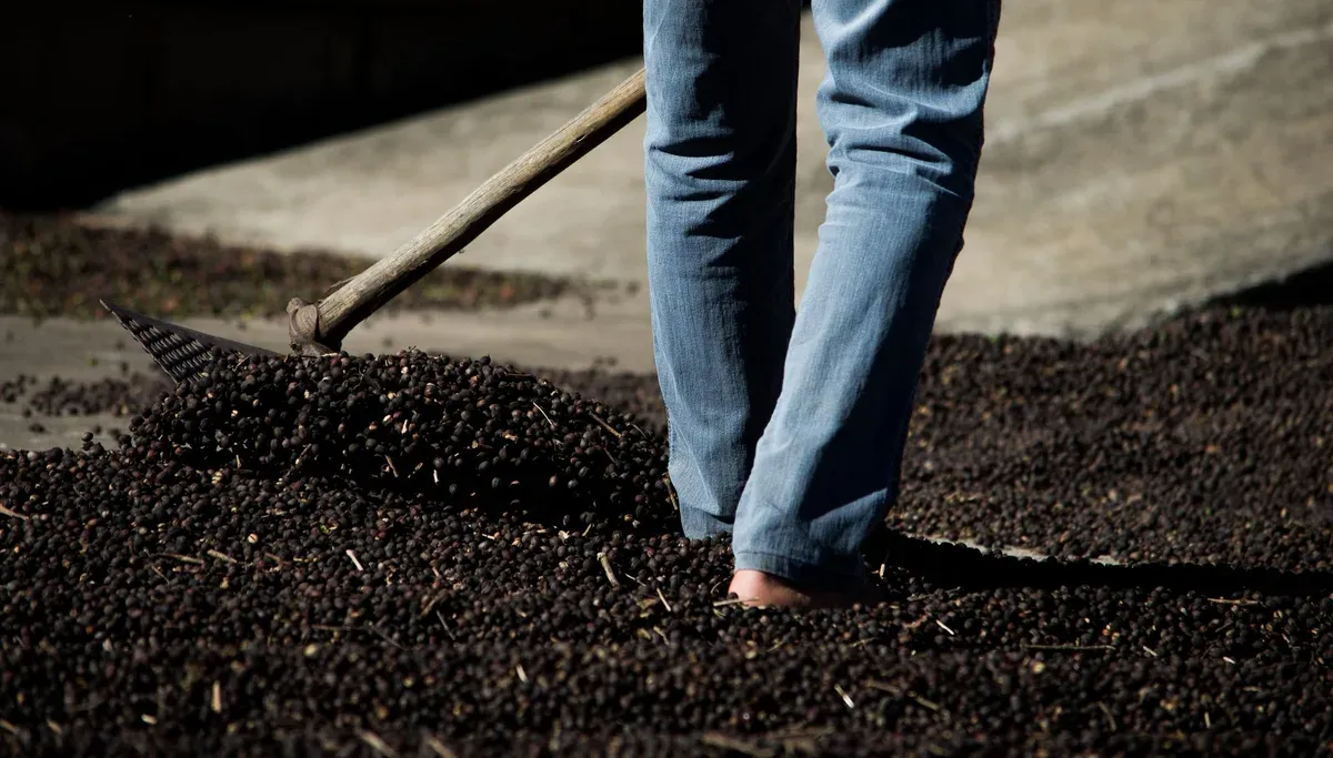 Un travailleur ratisse un large lit de grains de café en séchage sur le patio d'une ferme
