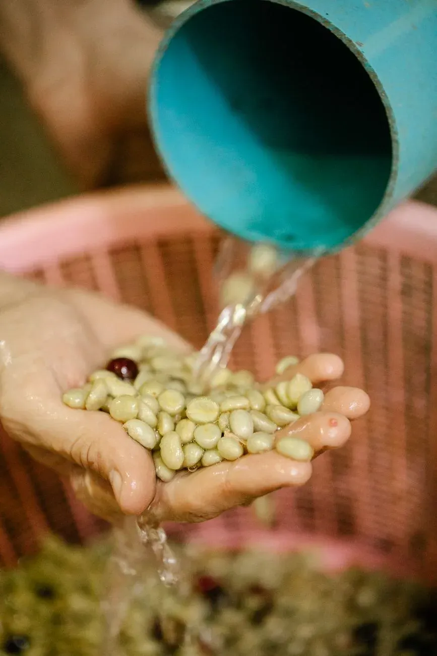 Des mains rincent à l'eau claire des cerises de café fraîchement cueillies
