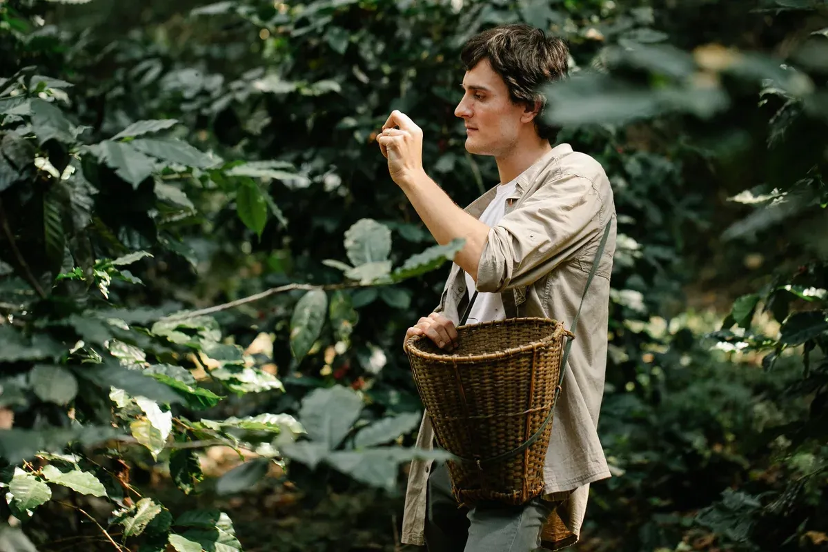 Un cueilleur avance dans une caféière ombragée avec un panier de cerises mûres