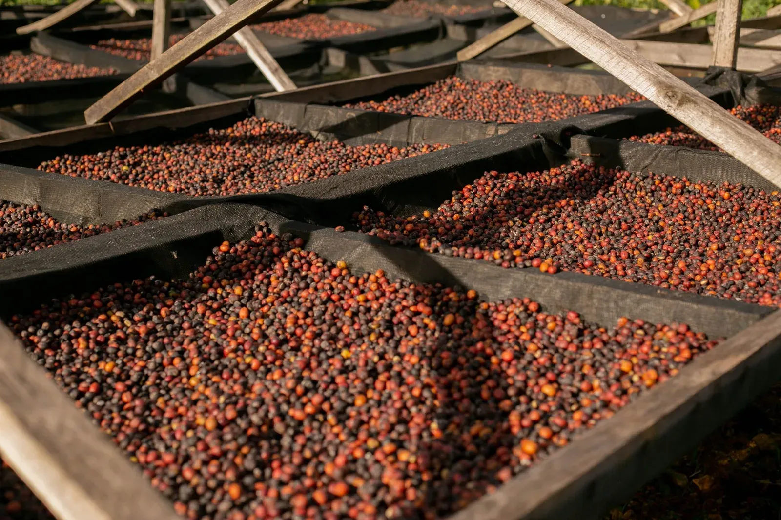 Des cerises de café étalées à sécher sur des claies en bois