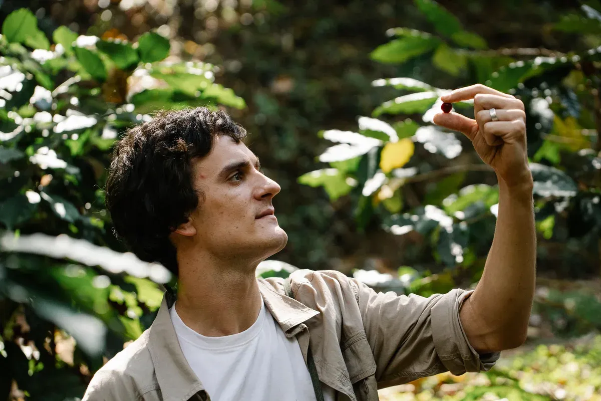 Un producteur examine une cerise de café mûre restée sur la branche