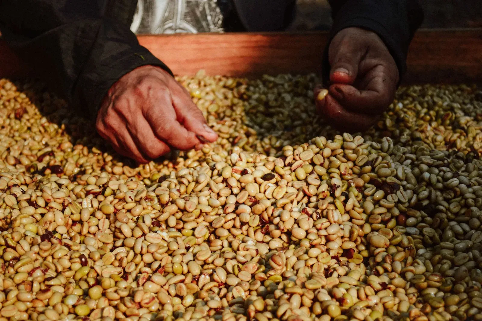 Des mains triant des grains de café fraîchement récoltés