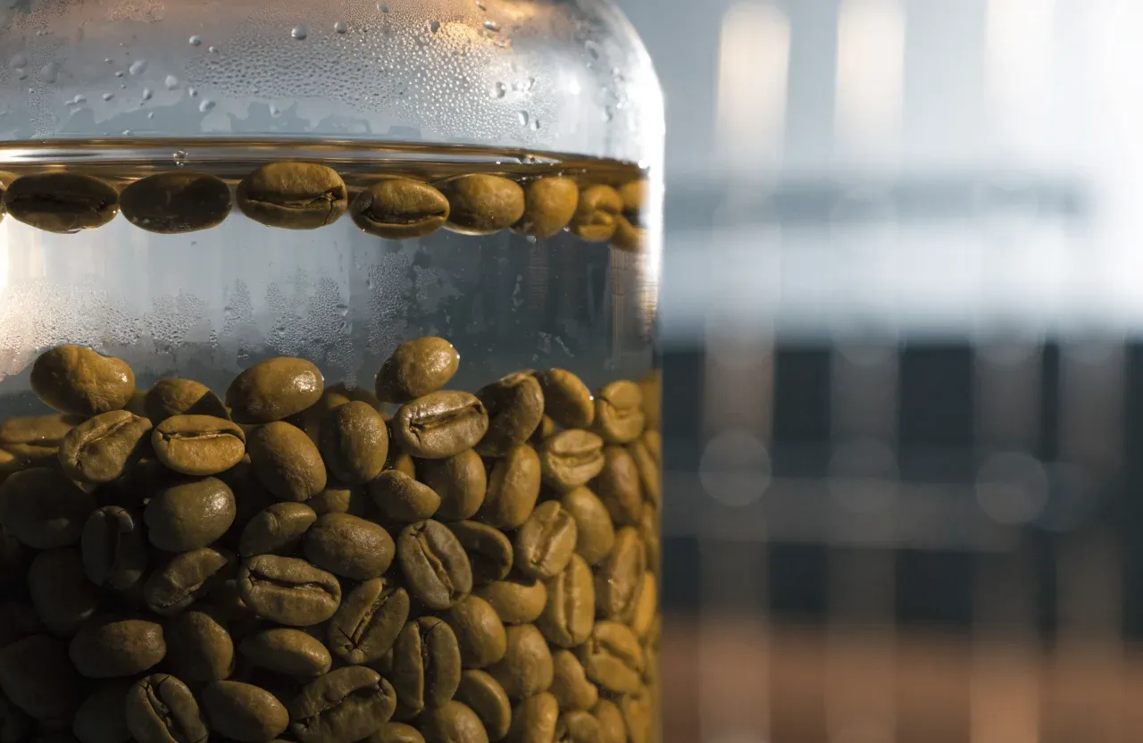 Des grains de café vert décaféiné dans un plateau en acier à côté d'une poignée de grains torréfiés, montrant la couleur plus foncée du décaféiné non torréfié
