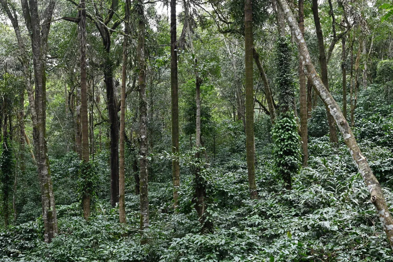 Couvert forestier dense sur les collines autour de Madikeri, au Karnataka