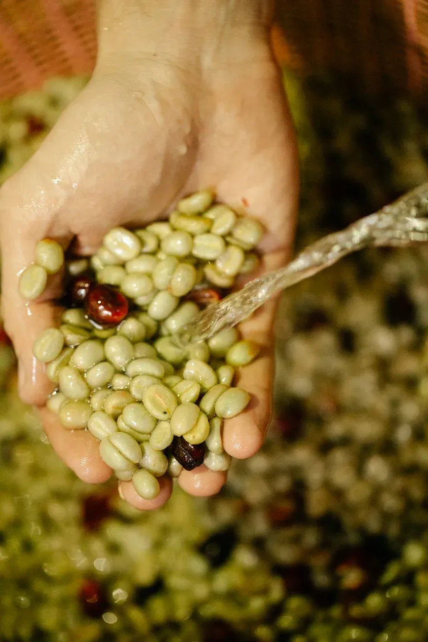 Des mains lavent des grains de café fraîchement dépulpés sous un filet d'eau