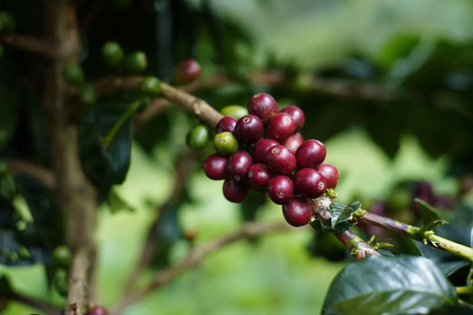Cerises de café rouges sur la branche à Pagar Alam, dans le sud de Sumatra