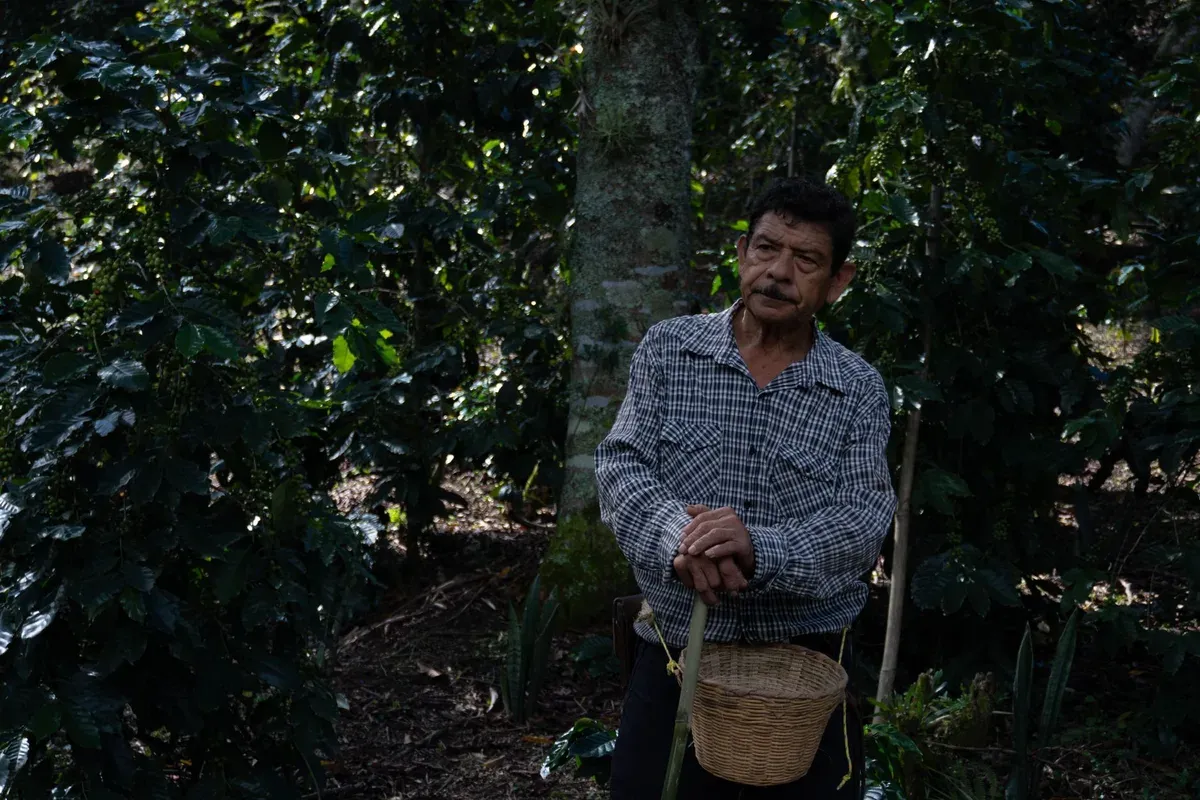 Un producteur de café au milieu de caféiers cultivés sous ombrage à Xicotepec de Juárez