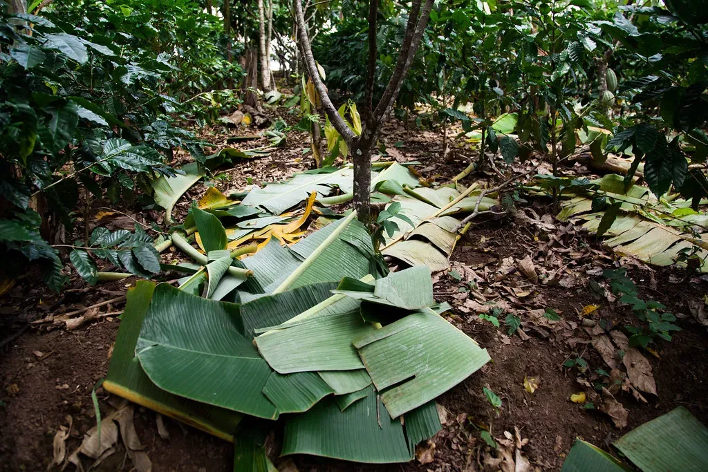 De jeunes caféiers sous un couvert d'arbres, le sol couvert de feuilles de bananier coupées, dans une ferme près de La Dalia