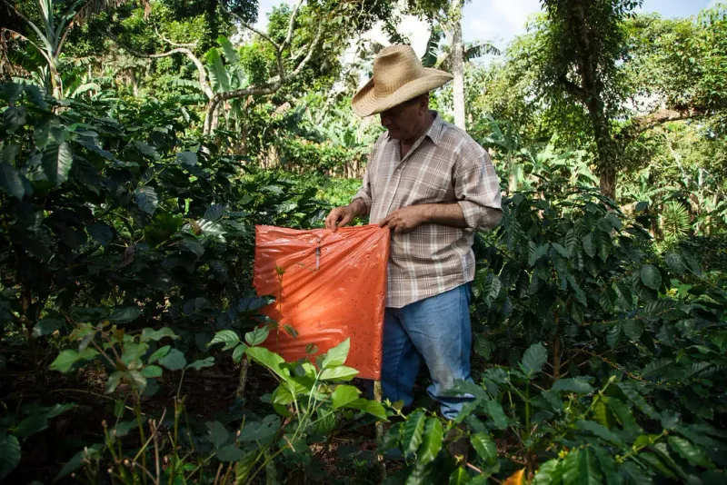 Un producteur en chapeau de paille cueille des cerises de café dans un sac, parmi des caféiers ombragés au Nicaragua