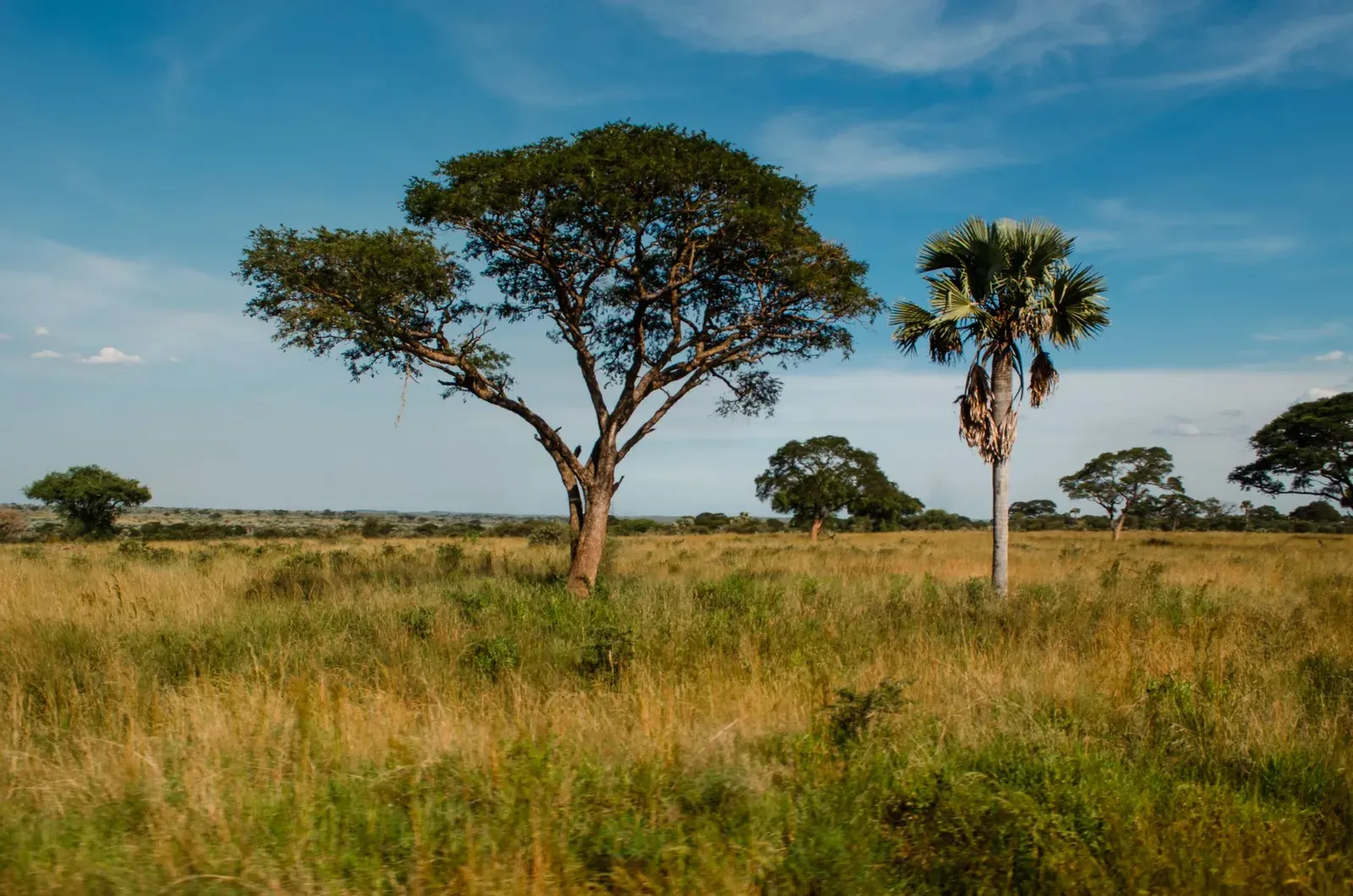 Campagne ougandaise verdoyante et collines lointaines sous un ciel dégagé