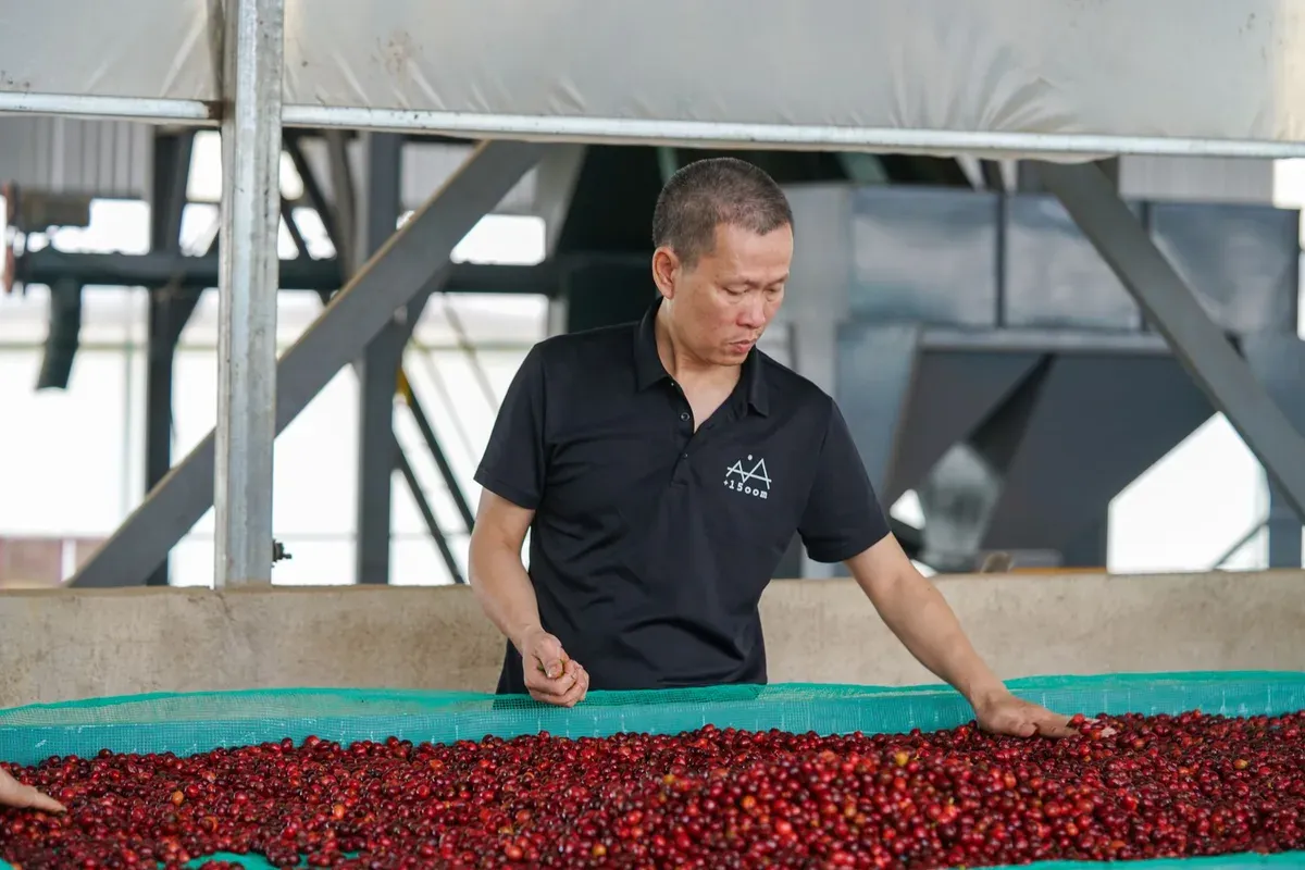 Un ouvrier trie des cerises de robusta mûres sur une aire de traitement du Lam Dong