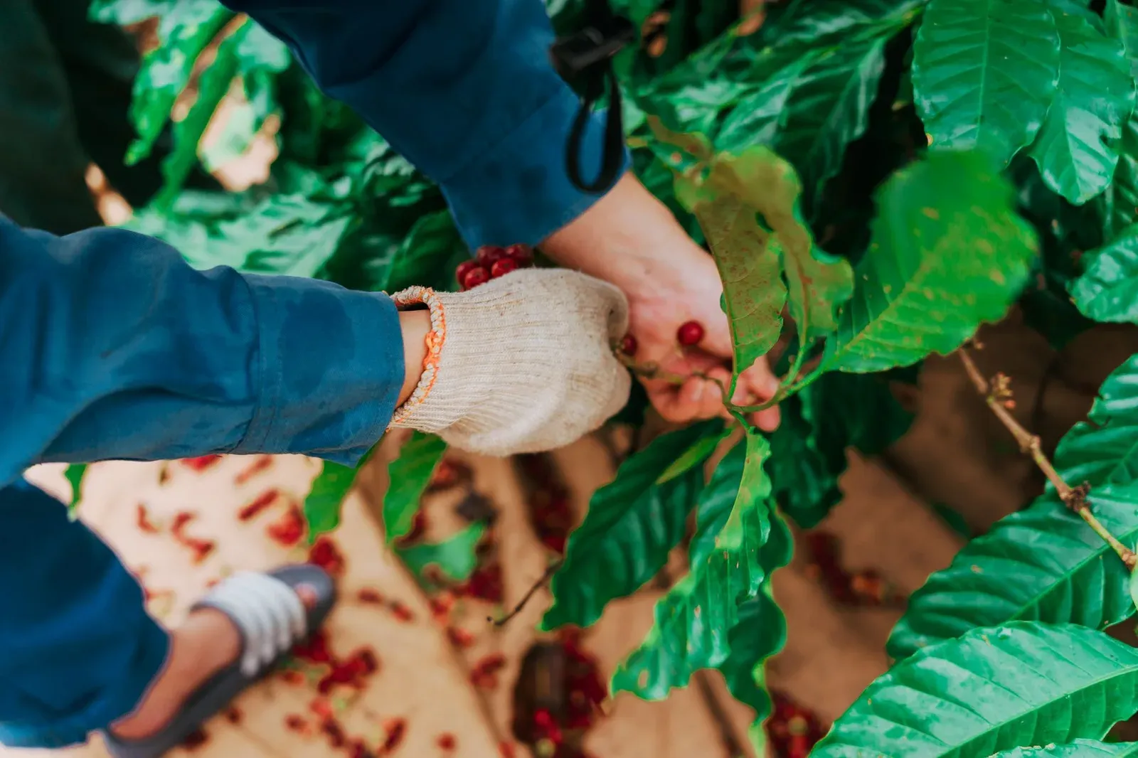 Une main gantée cueille des cerises de café rouges à Dak Nong, au Vietnam