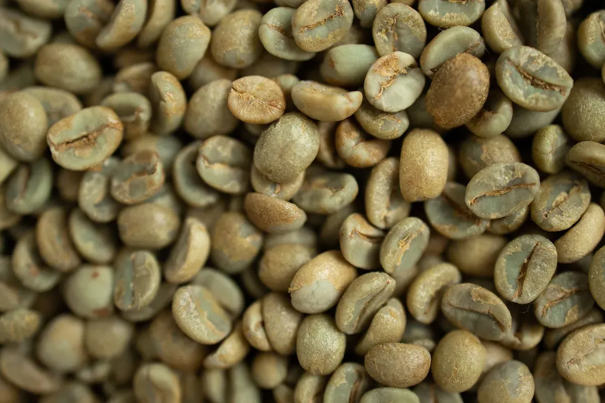 Gros plan sur des grains de café vert non torréfiés, de tailles et de formes inégales